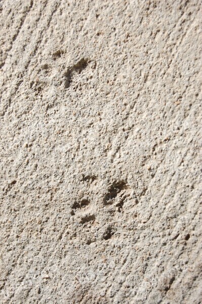 Footprints Tracks Sidewalk Concrete Animal