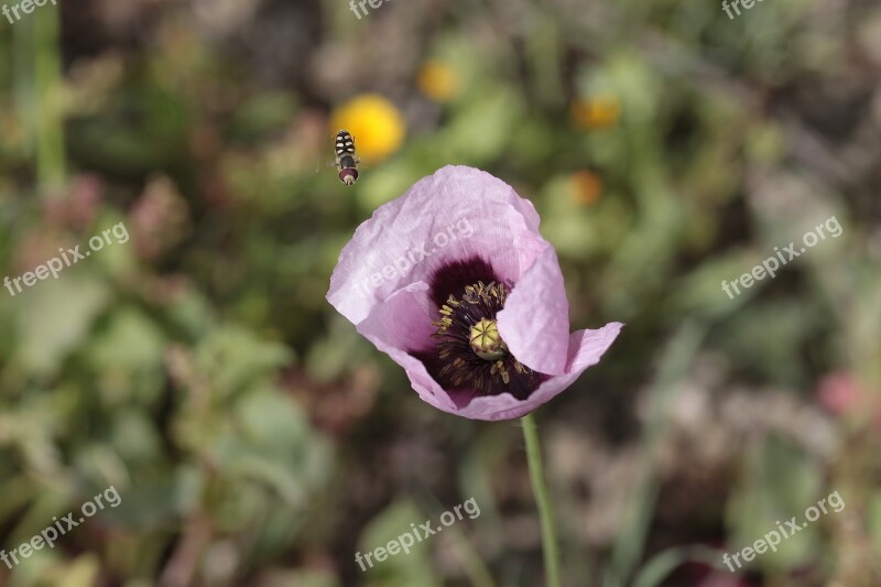 Flower Nature Plant Outdoors Insect