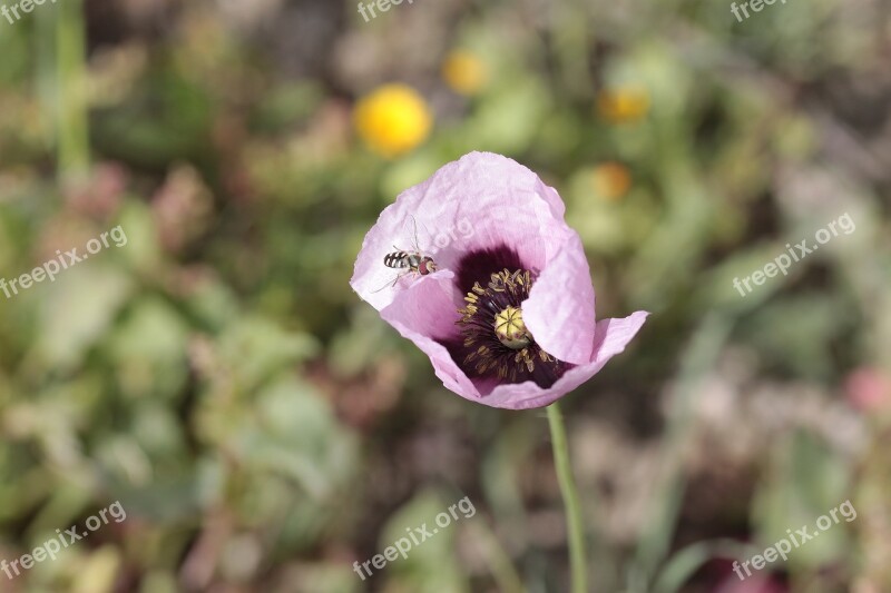 Flower Nature Plant Outdoors Insect