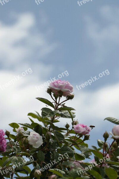 Flower Nature Plant Leaf Summer