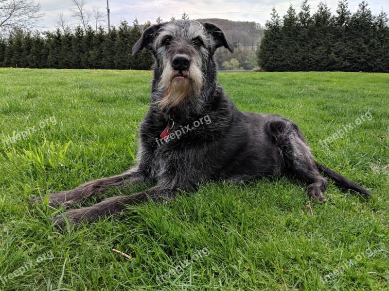 Grass Animal Dog Mammal Hayfield