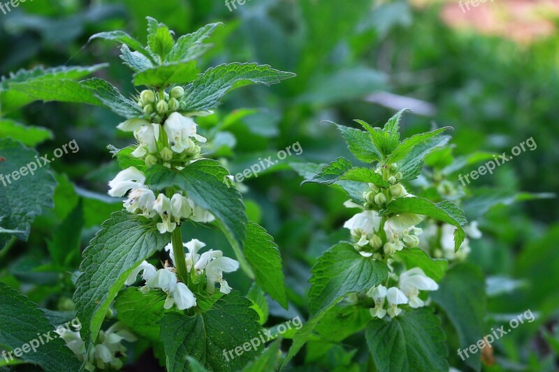 Nettle Grass Green Flower Plant