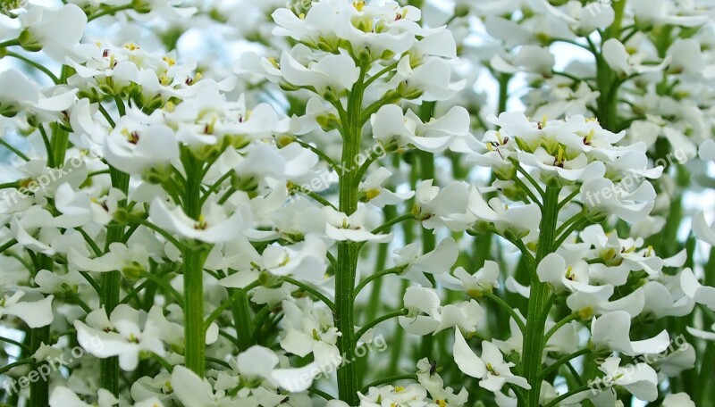 White Blossom Spring Stone Flower Close Up Spring Blossoms