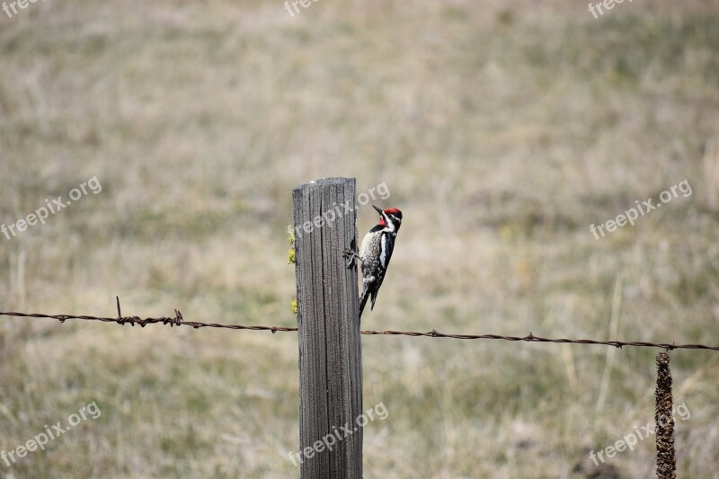 Bird Woodpecker Sapsucker Red Naped Free Photos