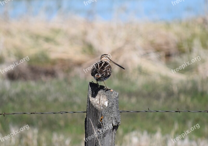 Bird Snipe Shorebird Wilson's Free Photos