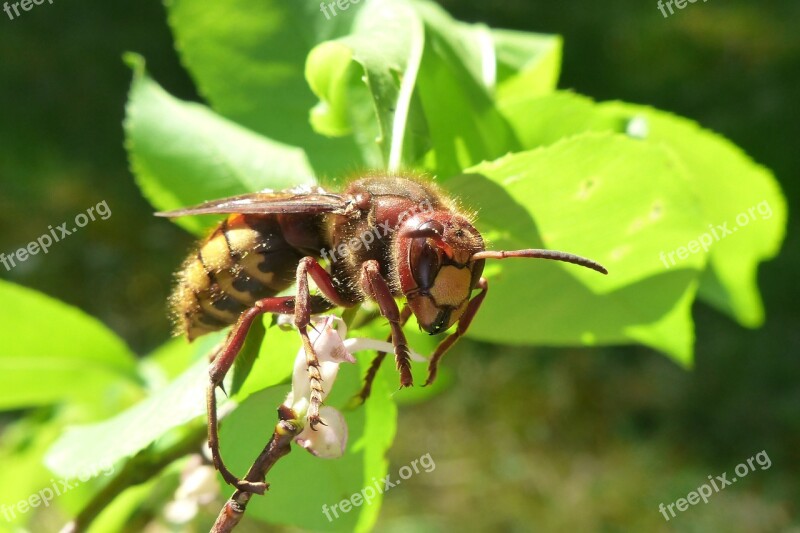 Animals Invertebrates Insect At The Court Of Osowate