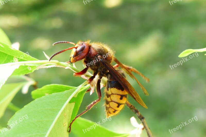 Animals Invertebrates Insect Osowate European Hornet