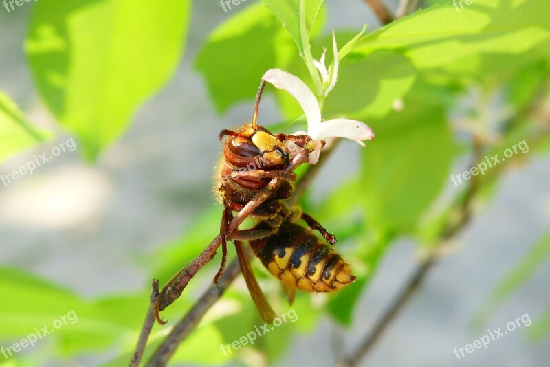 Animals Invertebrates Insects Osowate European Hornet