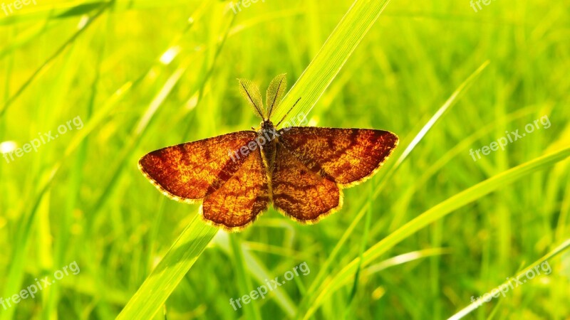 Nature Butterfly Day Insect Summer Plant