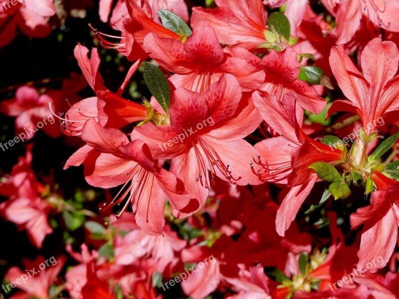 Rhododendron Azalea Spring Bright Colorful