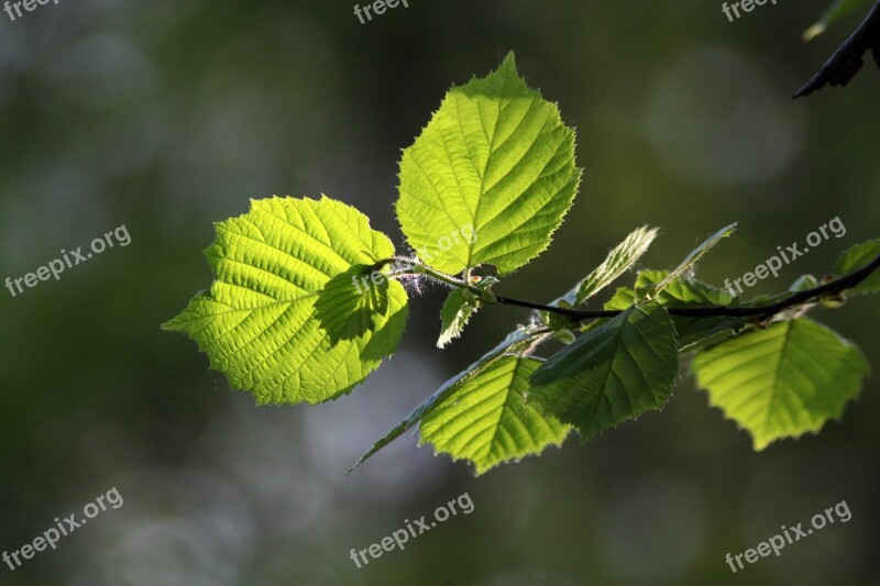 Hazel Plants Trees Spring Tree Nature