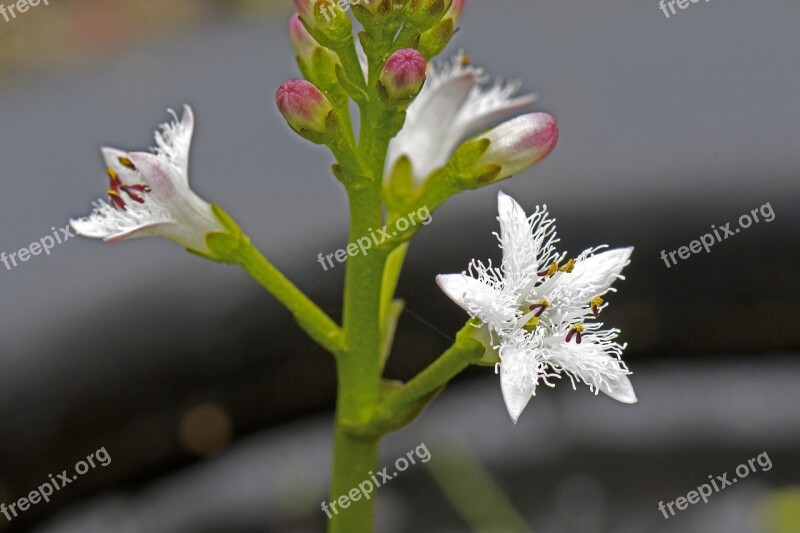 Fever Dress Menyanthes Menyanthes Trifoliata Sumpfpfanze Free Photos