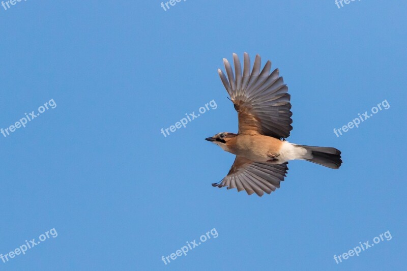 Jay Bird The Flight Of A Bird Nature Free Photos