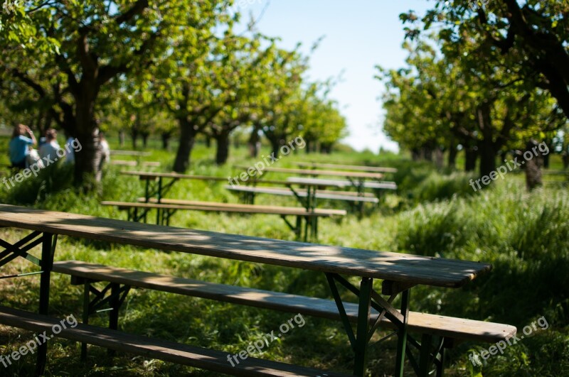 Orchard Cherry Trees Grass Summer Day