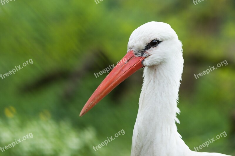 White Stork Stork Ciconia Ciconia Animals Bird