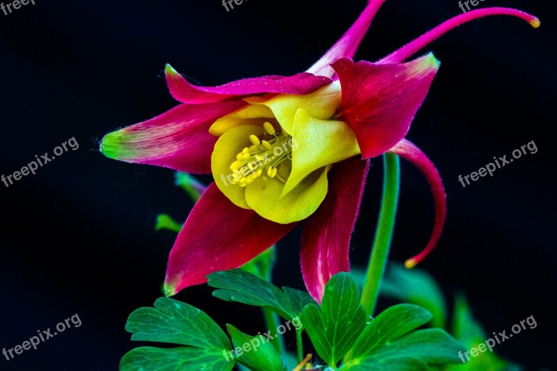 Columbine Blossom Bloom Flower Purple