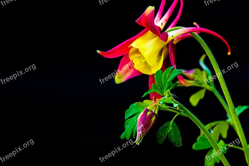 Columbine Blossom Bloom Flower Purple