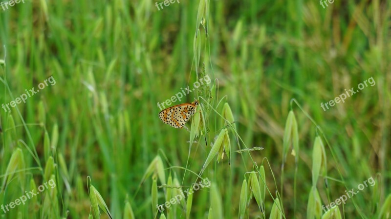 Butterfly Prato Spring Insects Nature