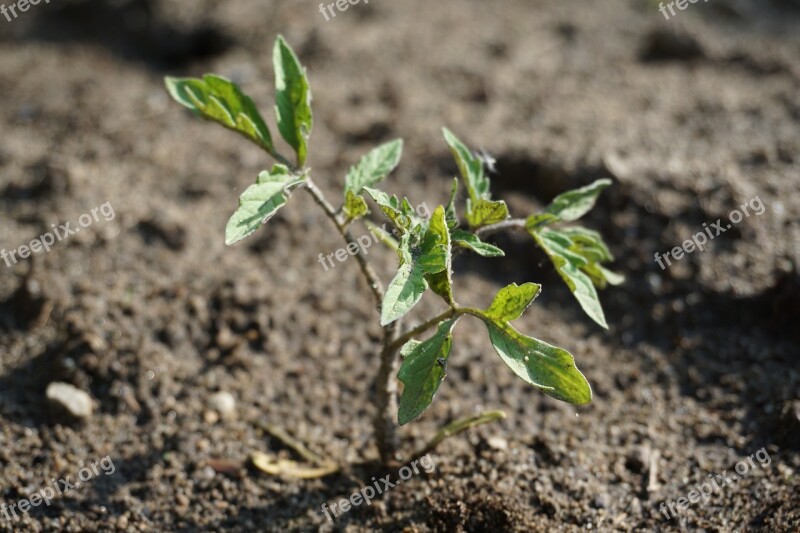 Seedling Tomato Plant Garden Nature Tomatoes