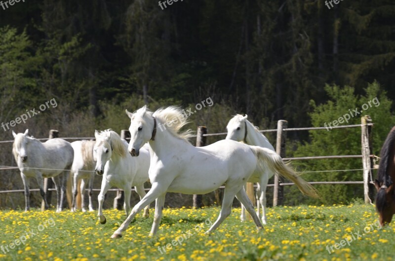 Mare Main And State Stud Marbach Mare Herd Thoroughbred Arabian Arabs