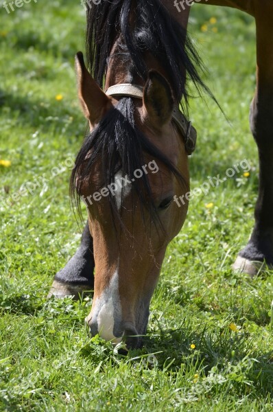 Mare Main And State Stud Marbach Mare Herd Thoroughbred Arabian Arabs