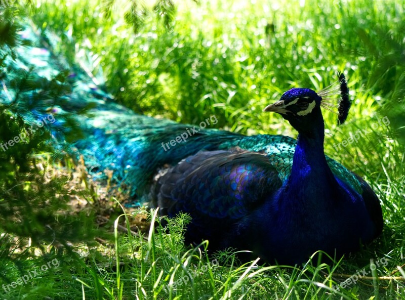 Peacock Bird Bird Peacock Petting Zoo Zoo