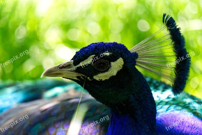 Peacock Bird Bird Peacock Petting Zoo Zoo