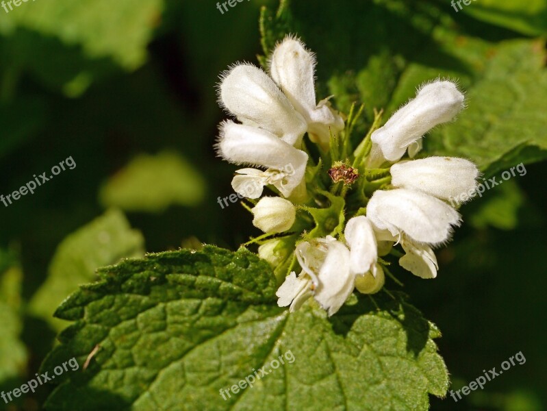 Dead Nettle Inflorescence Spring Hairs Hairy