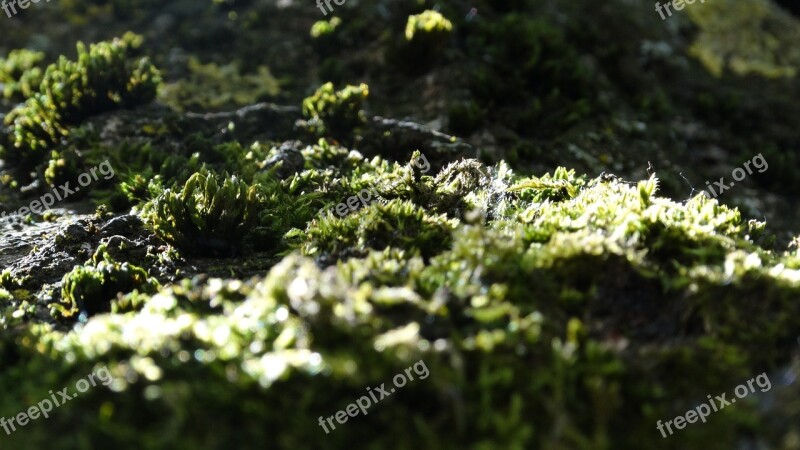 Moss Cortex Tree Nature Forest