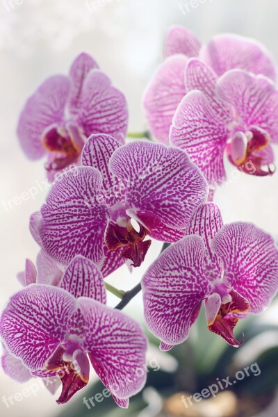 Flower Orchid Beautiful Flower Flora Flower Orchid