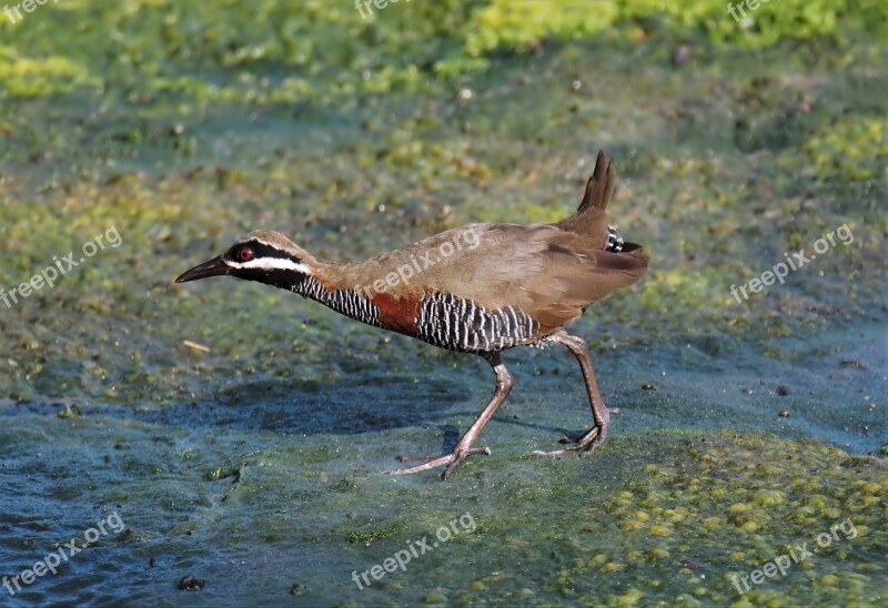 Wildlife Nature Animal Bird Outdoors