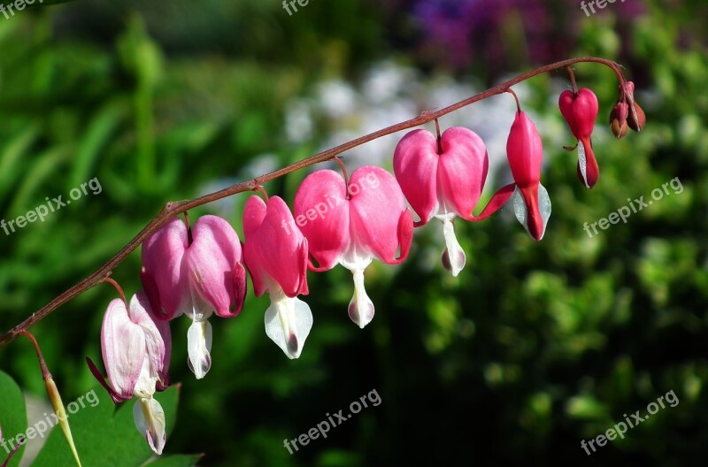 Nature Plant Flower Hearts Pink