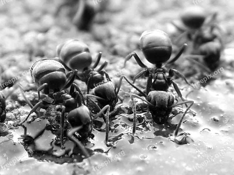 Ants Animals Insect Nature Eat