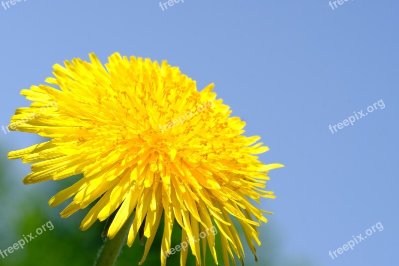 Dandelion Common Dandelion Taraxacum Ruderalia Composites Asteraceae