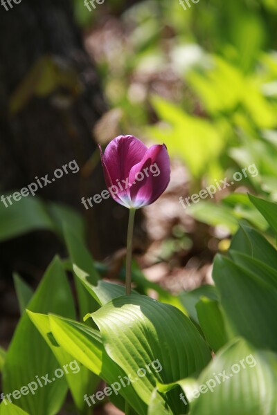 Nature Plants Flowers Leaf Outdoors