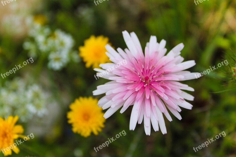 Flower Murgia Puglia Nature Flowers