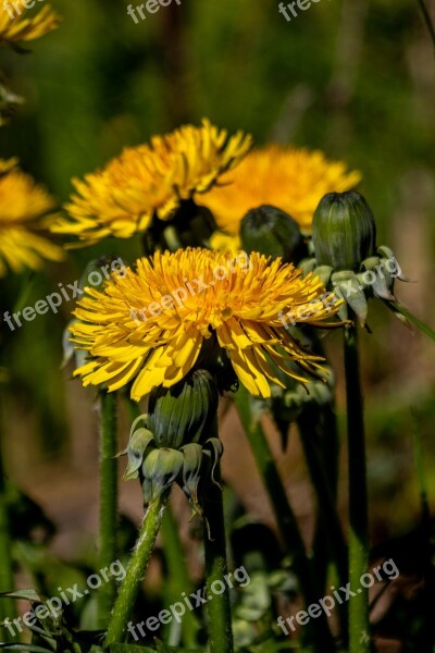 Dandelion Flower Yellow Taraxacum Knob