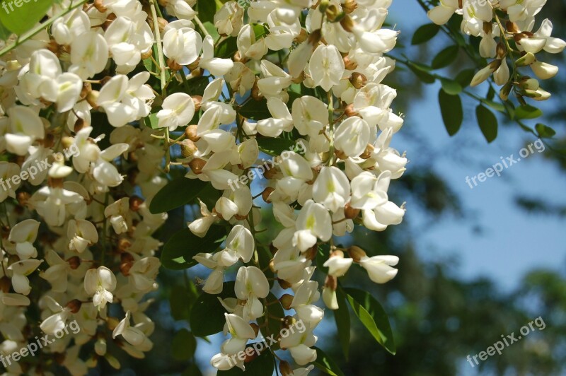 Robinia Acacia Nature Flower Tree