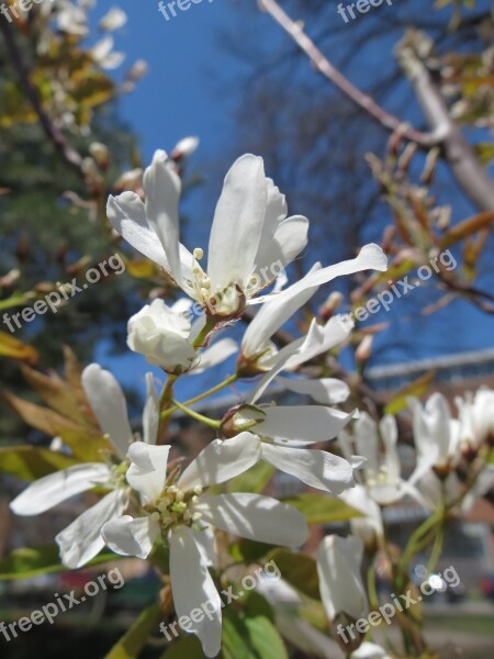 Magnolia Magnolia Kobus Japanese Magnolia Flower Spring