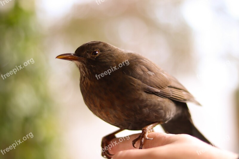 Blackbird Nature Bird Brown Free Photos