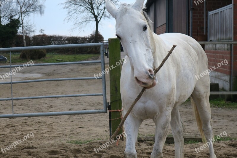 Mold Horse Horse Head Coupling Animal