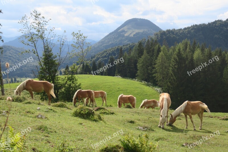 Horse Horses Animal Nature Ride