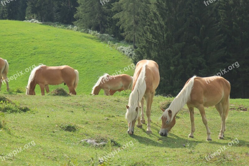 Horse Horses Alpine Nature Animals