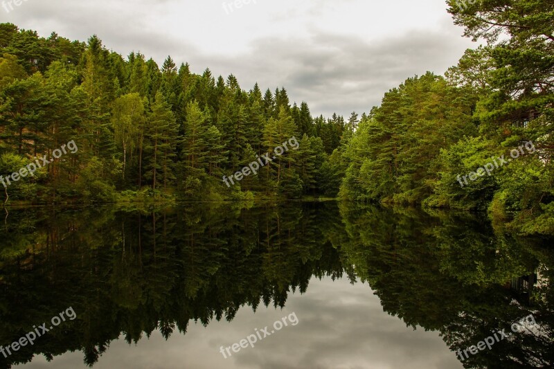 The Nature Of The Outdoors Three The Forest Trees