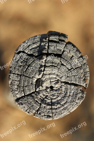 Trunk Wood Nature Landscape Branches