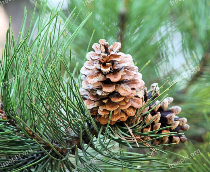 Cone Tree Pine Evergreen Winter