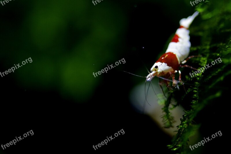 Shrimp Red Ornamental Shrimp A Pet Shrimp Crs