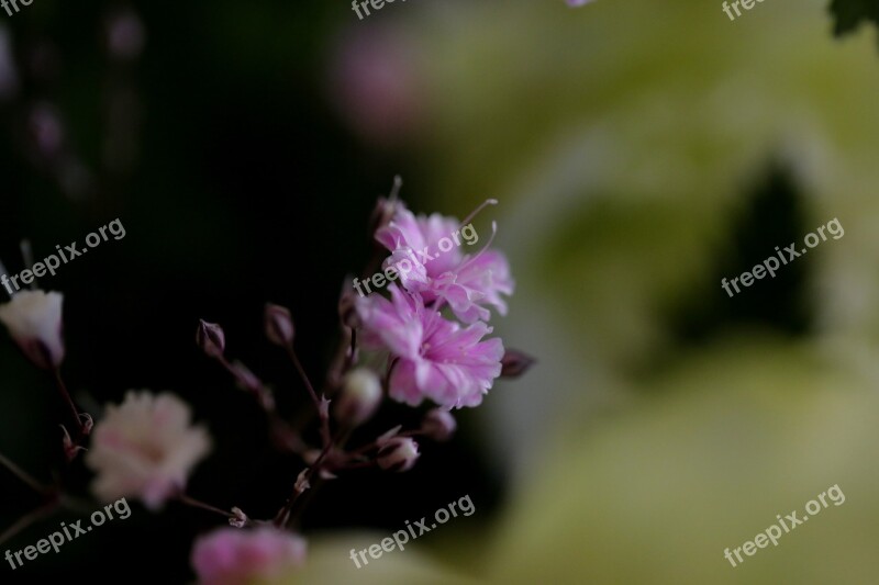 Flowers Chrysanthemum There Wouldn't Be A Cosmos Plants