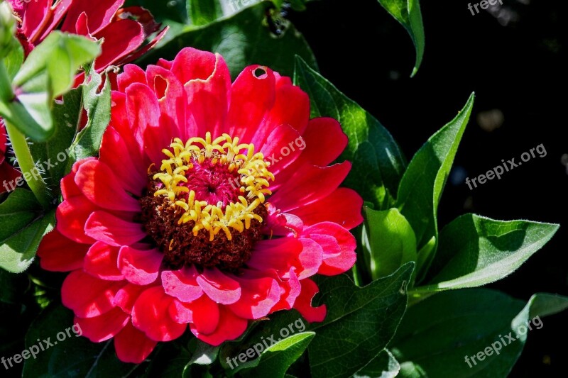 Zinnia Red Flower Garden Nature