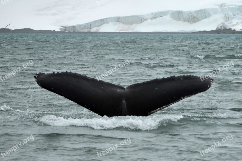 Tail Whale Antarctica Majestic Ocean